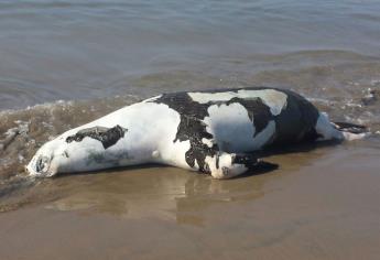 Encuentran cadáver de lobo marino en El Maviri