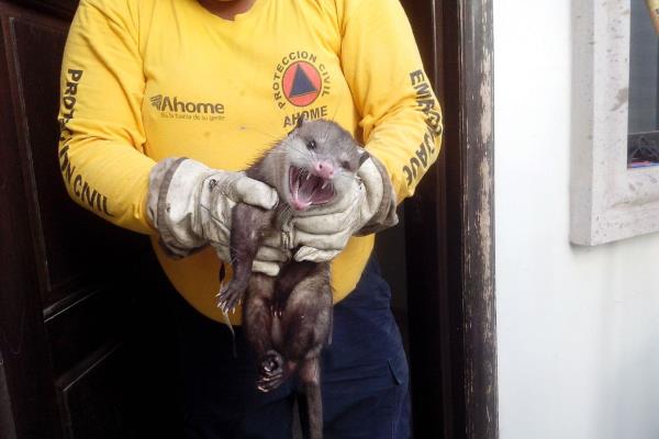 Tlacuache causa caos en vivienda de la Scally