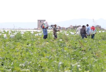 Jornaleros, principales víctimas de agroquímicos