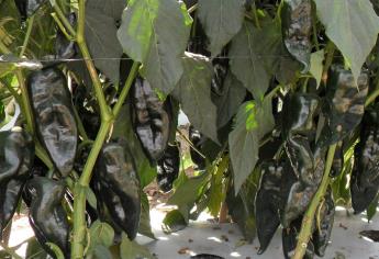 Inicia veda en ventana fitosanitaria en el Valle del Fuerte