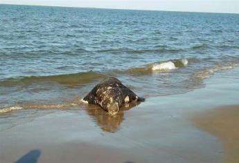 Hallan muerto un lobo marino en El Maviri