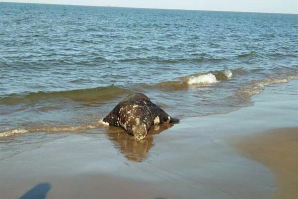 Hallan muerto un lobo marino en El Maviri
