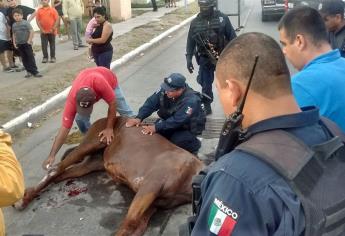 Yegua se lesiona al caer en rendijas de alcantarillado