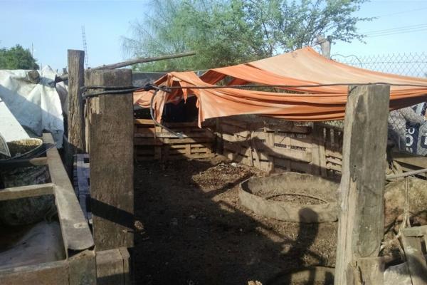 Sin denuncia el robo de 37 borregos en la zona industrial