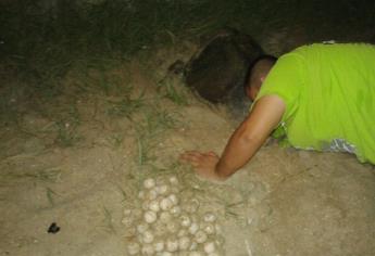 Disfrutan turistas el desove de una tortuga marina