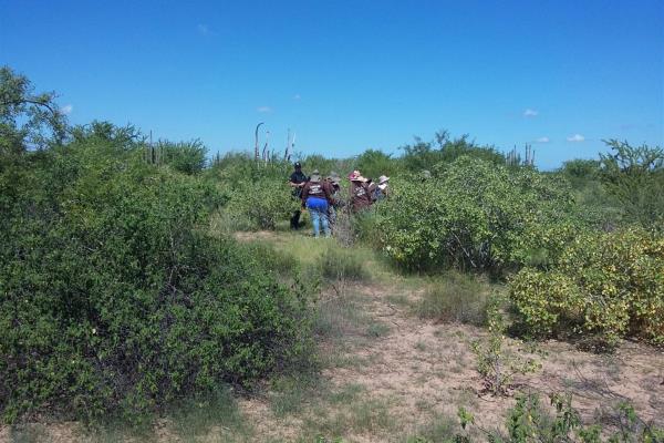Rastreadoras hallan restos humanos en Tosalibampo
