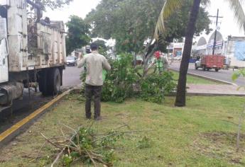 Chubascos provocan caída de árboles en Culiacán