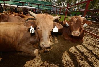 Vigilan con lupa al ganado para evitar la tuberculosis