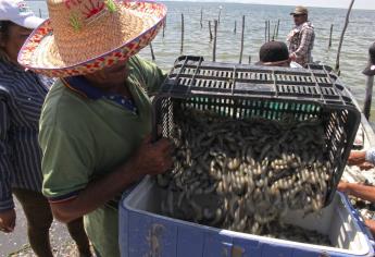 Viven pescadores mala temporada de camarón