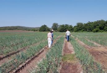 Inicia con optimismo siembra de cebolla blanca