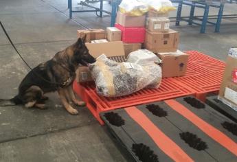 Perro policía encuentra semillas de mariguana en figura de yeso