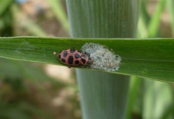 Calor del invierno favorece plagas: Sanidad Vegetal