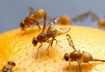 La mosca de la fruta, más benéfica de lo que parece
