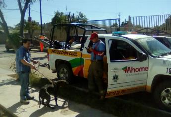 Pánico por pelea de perros en el Nuevo Horizonte