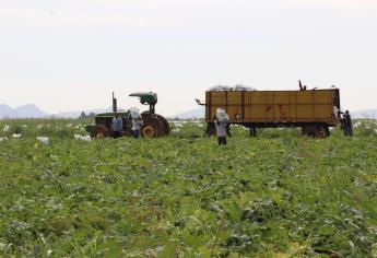 Se intoxica con fertilizante un agricultor de Guamúchil