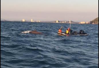 Profepa rescata a ballena con cuerda atada en la cola en Mazatlán