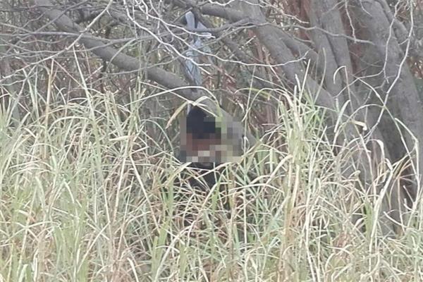 Lo golpean hasta la muerte y lo cuelgan en un árbol