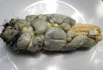 Diabetes podría ser controlada con huitlacoche