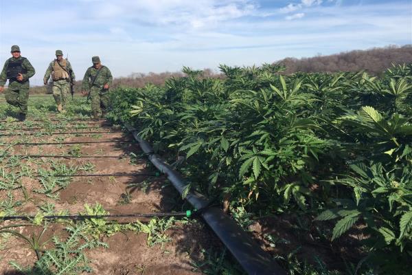 Localiza Sedena plantío de mariguana con sistema de riego