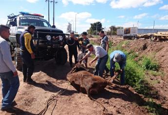 Protección Civil rescata una vaca que se hundió en el lodo