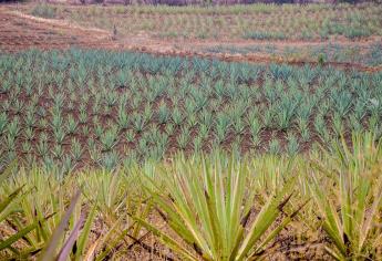 Agave: sólo se emplea para hacer tequila, pero es multiusos