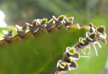 Aceite de planta de aranto contribuiría a combatir cáncer de mama