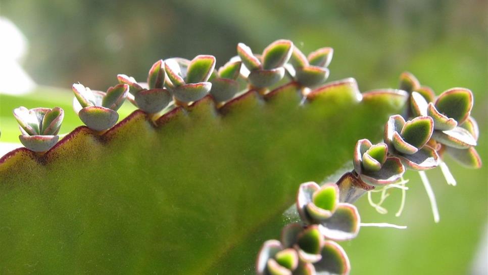 Aceite de planta de aranto contribuiría a combatir cáncer de mama