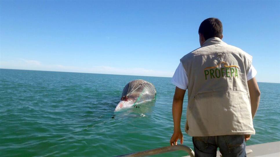 Atienden varamiento de ballena muerta en Baja California