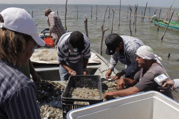 Pesca ilegal de camarón y pepino de mar; delito federal