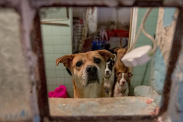 Esterilizarán perros y gatos a muy bajo costo