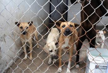 Alertan sobre plaga de pulgas en perros y gatos