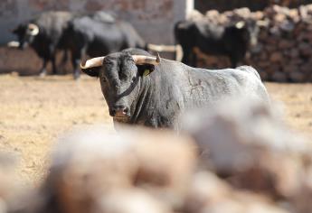 Xajay, cuna de toros indultados como Altruista, PaEnero y Gibraltar