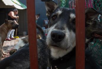 Imponen primera sanción por maltrato animal en Sonora