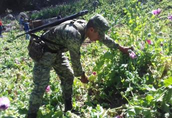 Sedena ubica y destruye plantíos de amapola en Badiraguato