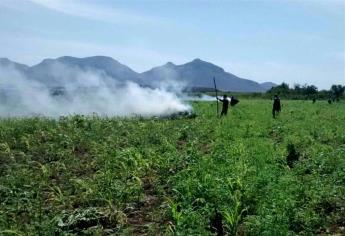 Localizan y queman mariguana en Mocorito