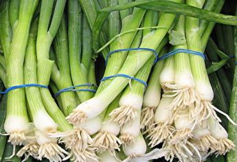 Siembra de cebollín abarca ocho mil hectáreas cada ciclo agrícola