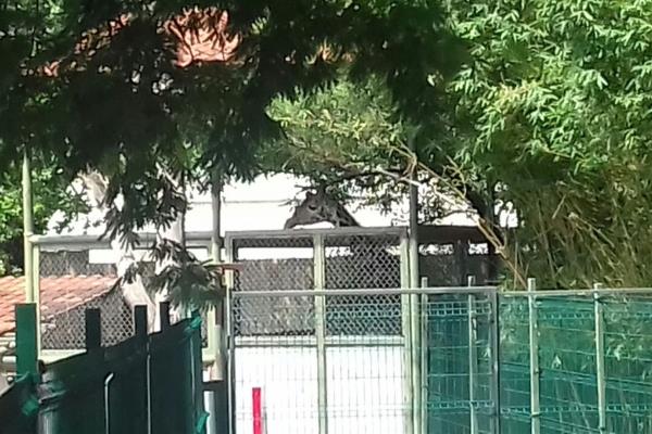 Llega a una jirafa macho al Zoológico de Culiacán