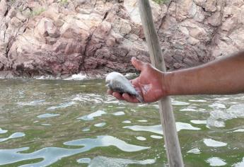 Piden turisteros investigar contaminación de bahía de Topolobampo