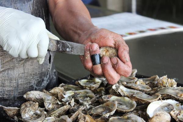 Exhorta Coepriss evitar consumo de moluscos de la bahía de Ohuira