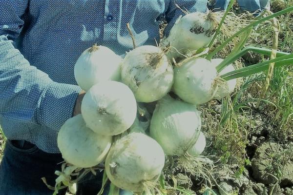 Precio de cebolla sube y aguacate mantiene 90 pesos por kilo