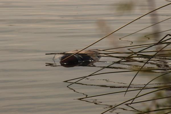 Localizan muerto a un vaquero en el canal Sicae