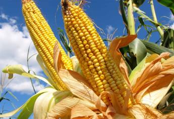 Inconformes productores con base de maíz y trigo