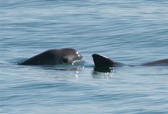 Elevan protección a vaquita marina con dos boyas de señalización