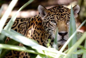 Avanza campaña de concientización para conservar al jaguar en México