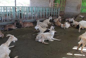 Detectan casos de brucelosis en cabras de la zona norte