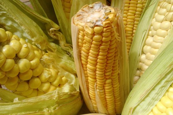 Avanza programa de siembra de maíz amarillo