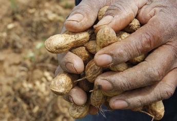 Piden seguro catastrófico para cacahuate en 5 municipios de Sinaloa