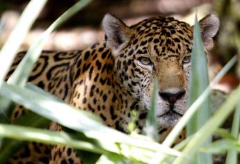 Autoridades detectan jaguar en Área Natural Protegida de Chihuahua
