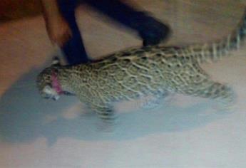 Escapa jaguar de fraccionamiento privado de Mazatlán