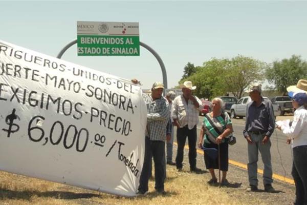Garantiza SAGARPA pago a trigueros en el 2017